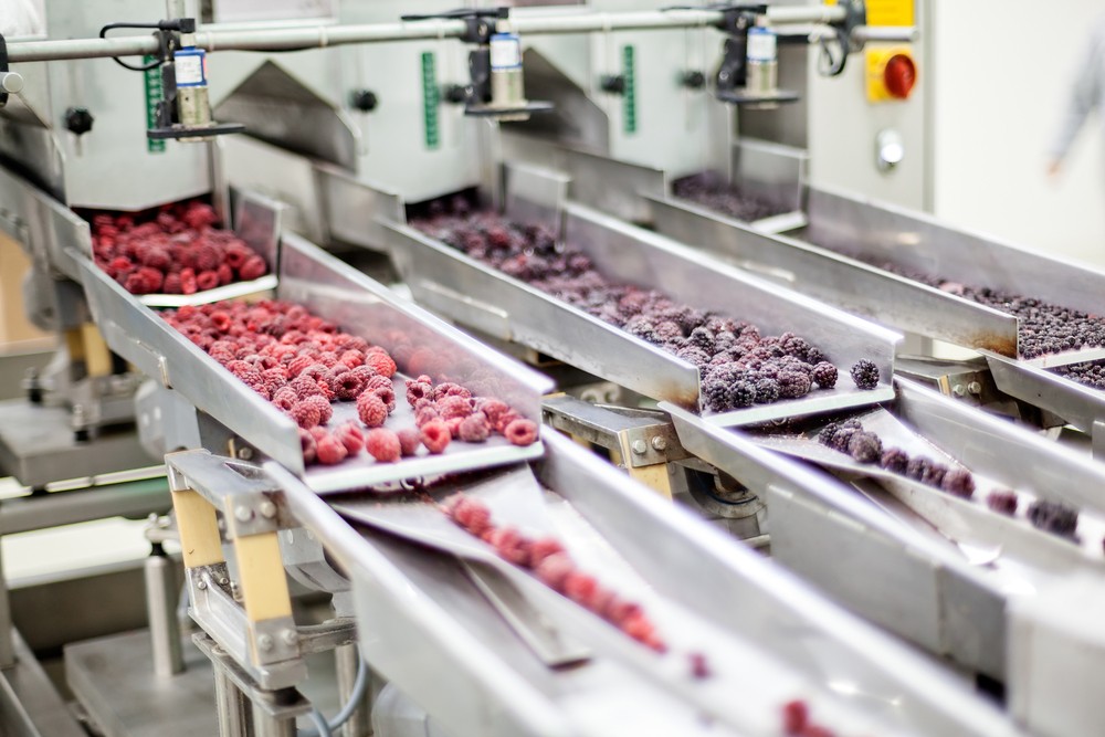 Apples rolling down a belt in a food manufacturing facility